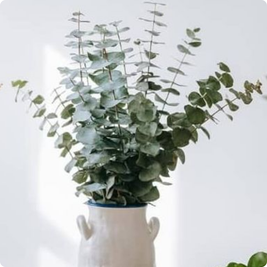 SET DE EUCALIPTOS VERDES PARA DECORAR